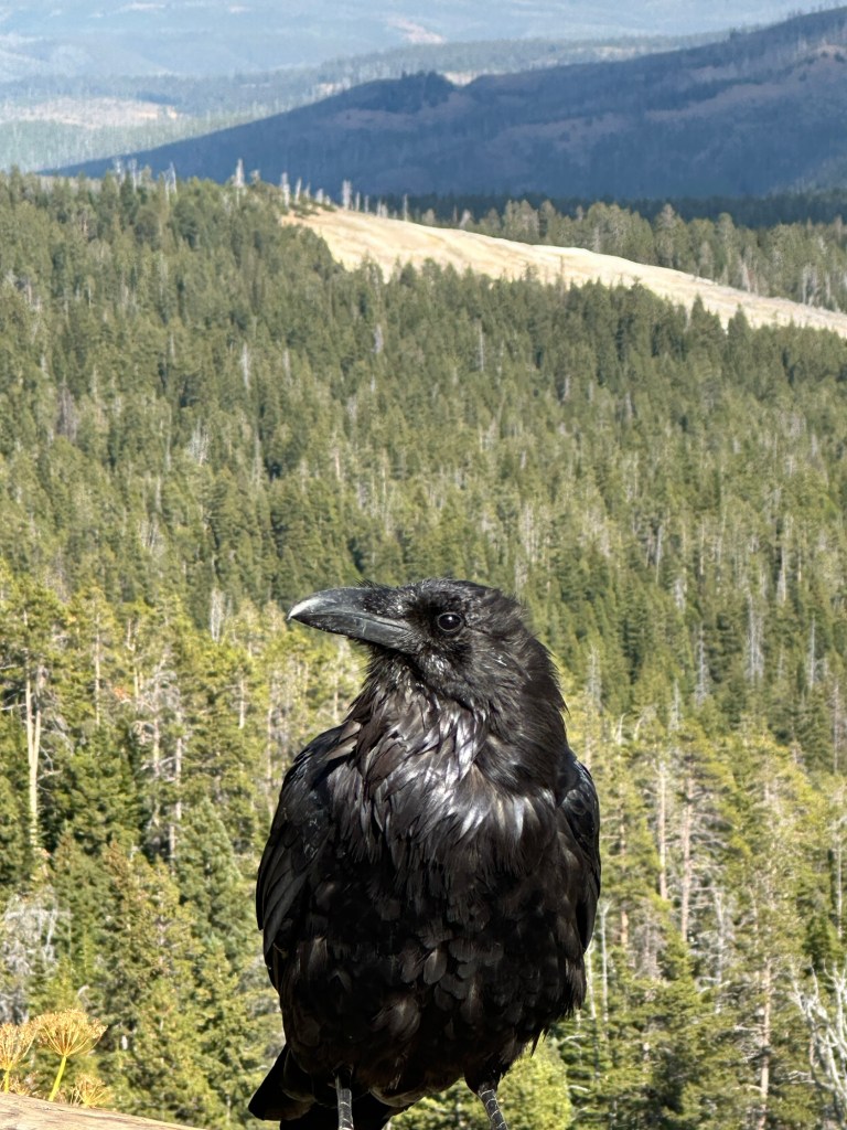 Raven at Yellowstone National Park in Montana, USA. Picture by Happy Vegan Campers.