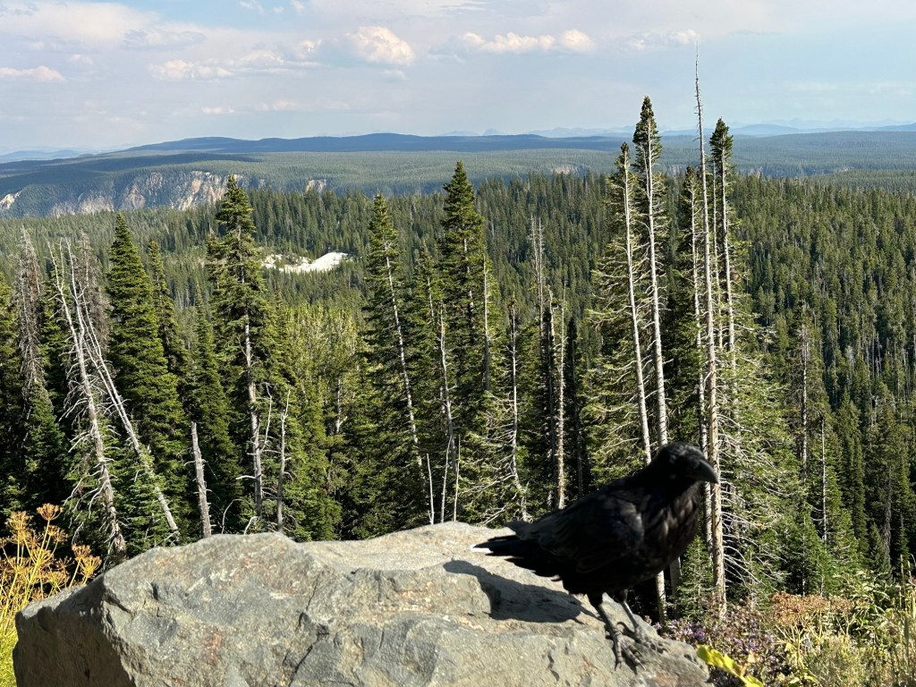 Raven at Yellowstone National Park in Montana, USA. Picture by Happy Vegan Campers.