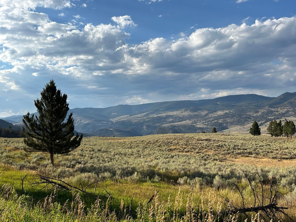 View while driving the Northern Loop in Yellowstone National Park in Montana, USA. Picture by Happy Vegan Campers.
