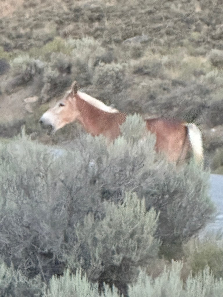 Palomino mule in Custer Gallatin National Forest near Gardner, Montana, USA.
