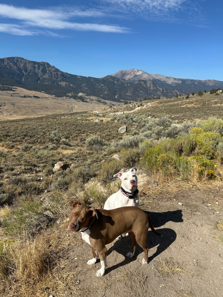 Marcel and Peter in Custer Gallatin National Forest near Gardiner, Montana, USA.