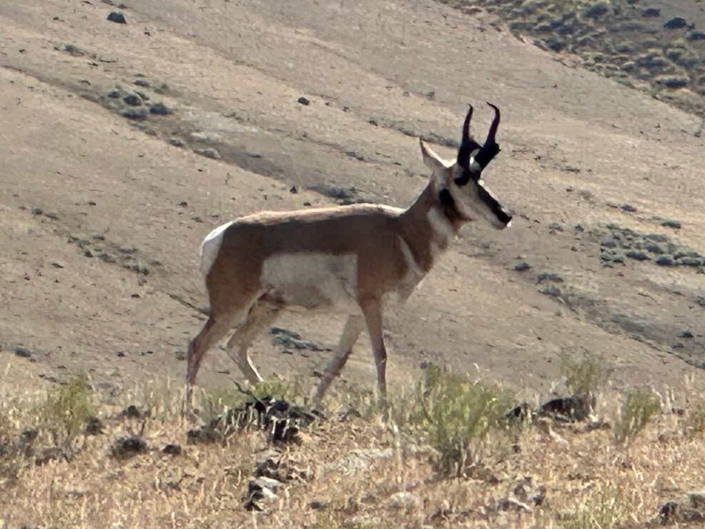 Antelope in Yellowstone National Park in Wyoming, USA.