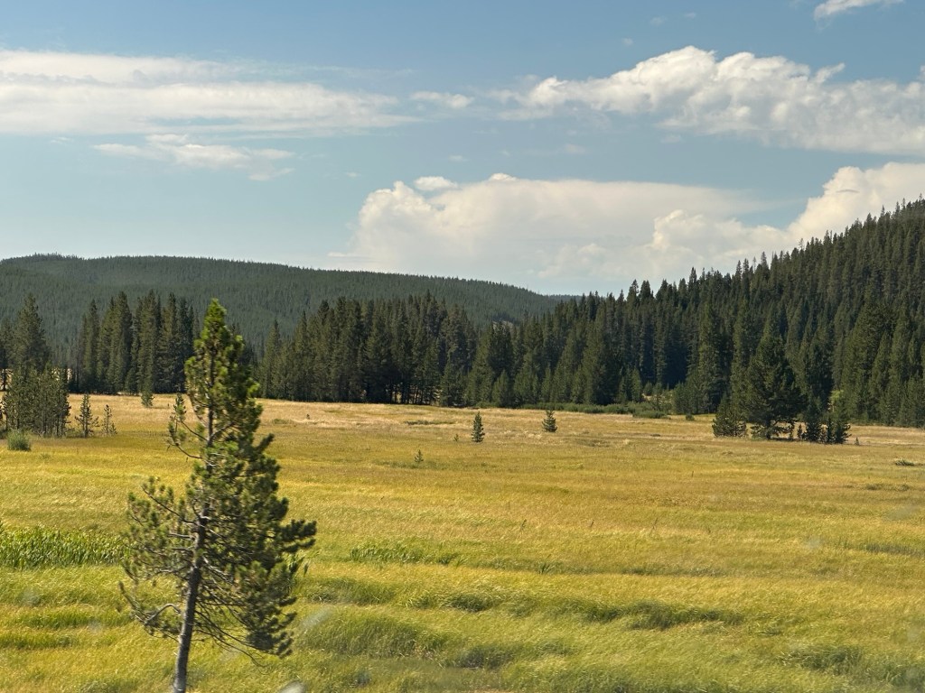 Meadow in Yellowstone National Park in Wyoming, USA. 
