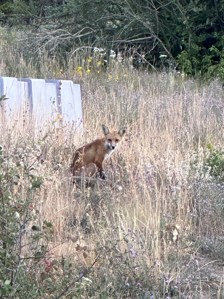 Fox at Jackson Lake in Grand Teton National Park in Wyoming, USA.