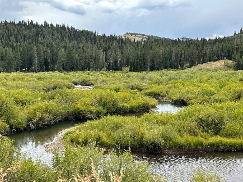 Stream in Bridget-Teton National Forest near Jackson, Wyoming, USA.
