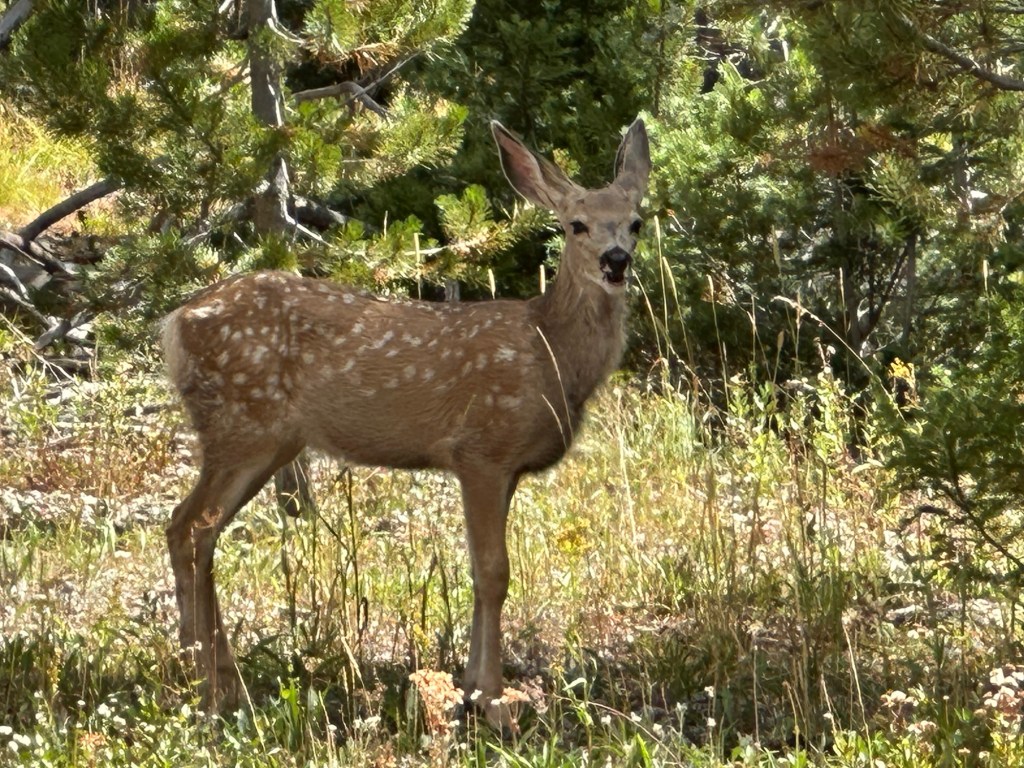 Deer at Jenny Lake in Grand Teton National Park in Wyoming, USA.