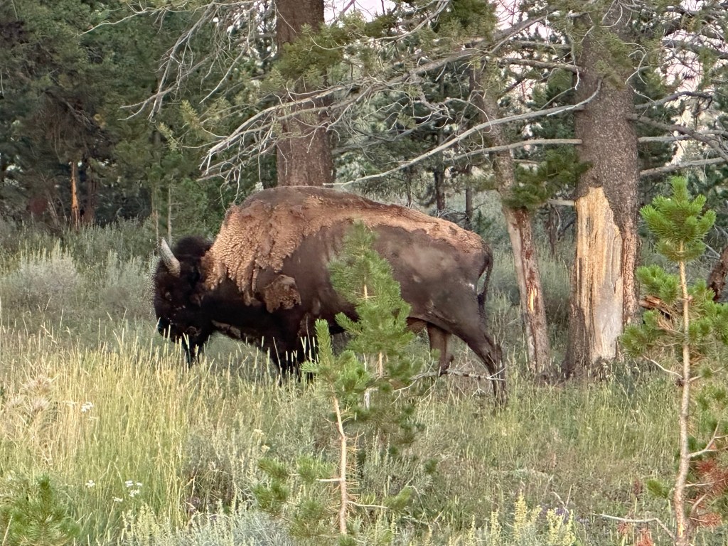 American Bison in Yellowstone National Park in Wyoming, USA.