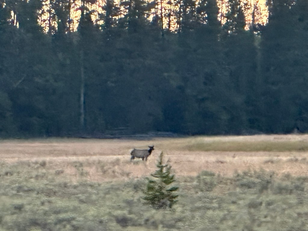 Elk in Yellowstone National Park in Wyoming, USA.