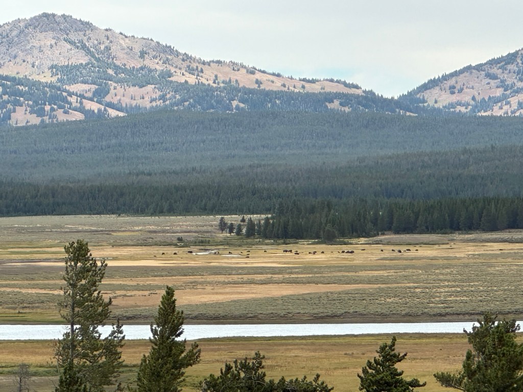 Herd of American Bison in meadow in Yellowstone National Park in Wyoming, USA.
