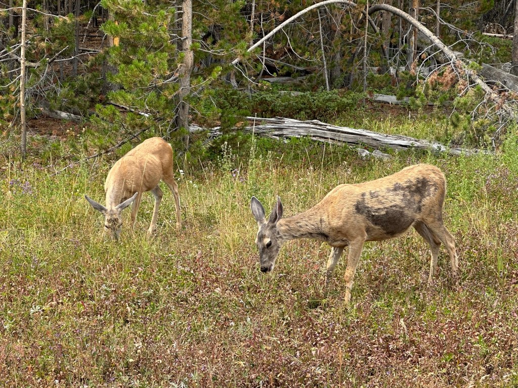 Deer at Upper Falls in Yellowstone National Park in Wyoming, USA.