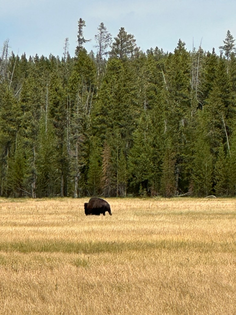 American Bison in meadow in Yellowstone National Park in Wyoming, USA.