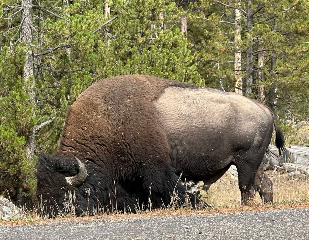 American Bison in Yellowstone National Park in Wyoming, USA.