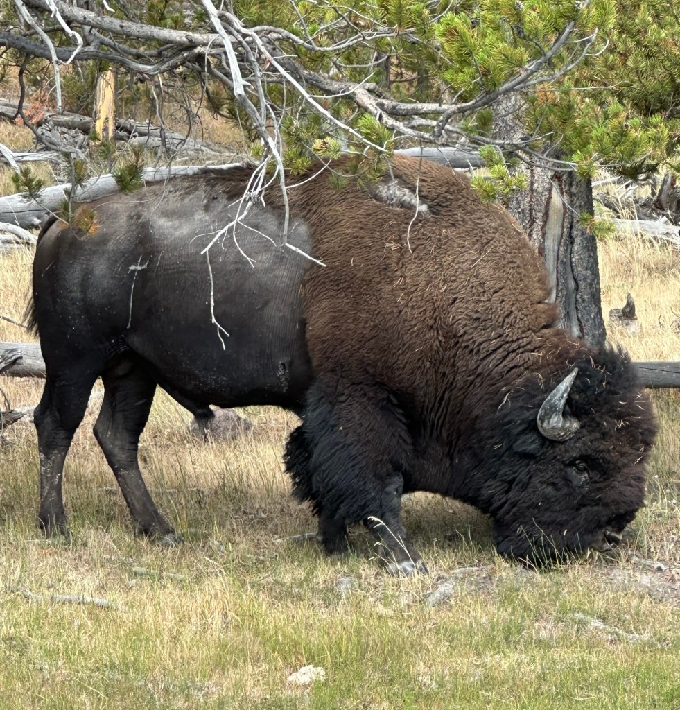 American Bison in Yellowstone National Park in Wyoming, USA.