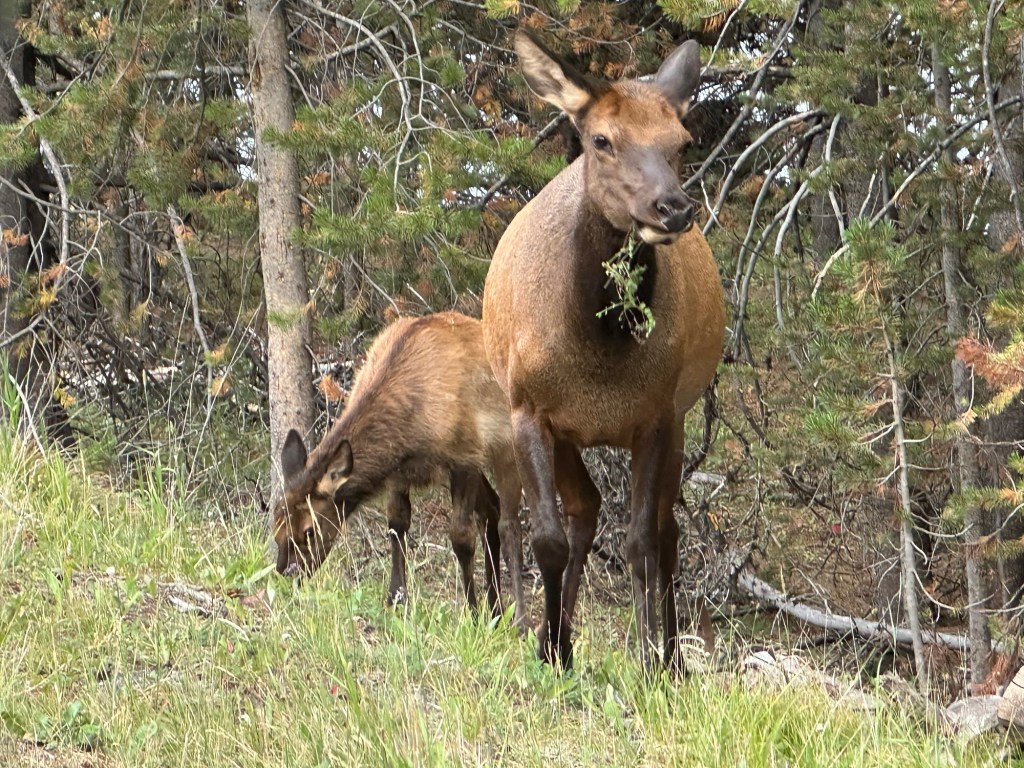 Elk in Yellowstone National Park in Wyoming, USA.
