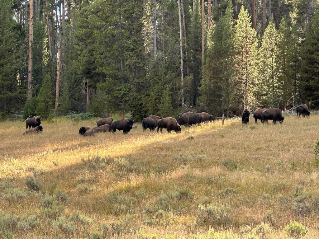 Herd of American Bison in Yellowstone National Park in Wyoming, USA.