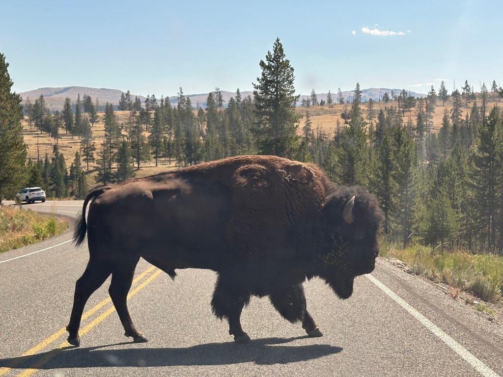 American Bison in Yellowstone National Park in Wyoming, USA.
