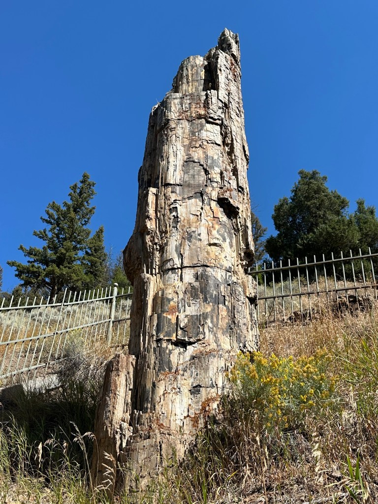 Petrified Redwood Tree in Yellowstone National Park in Wyoming, USA.
