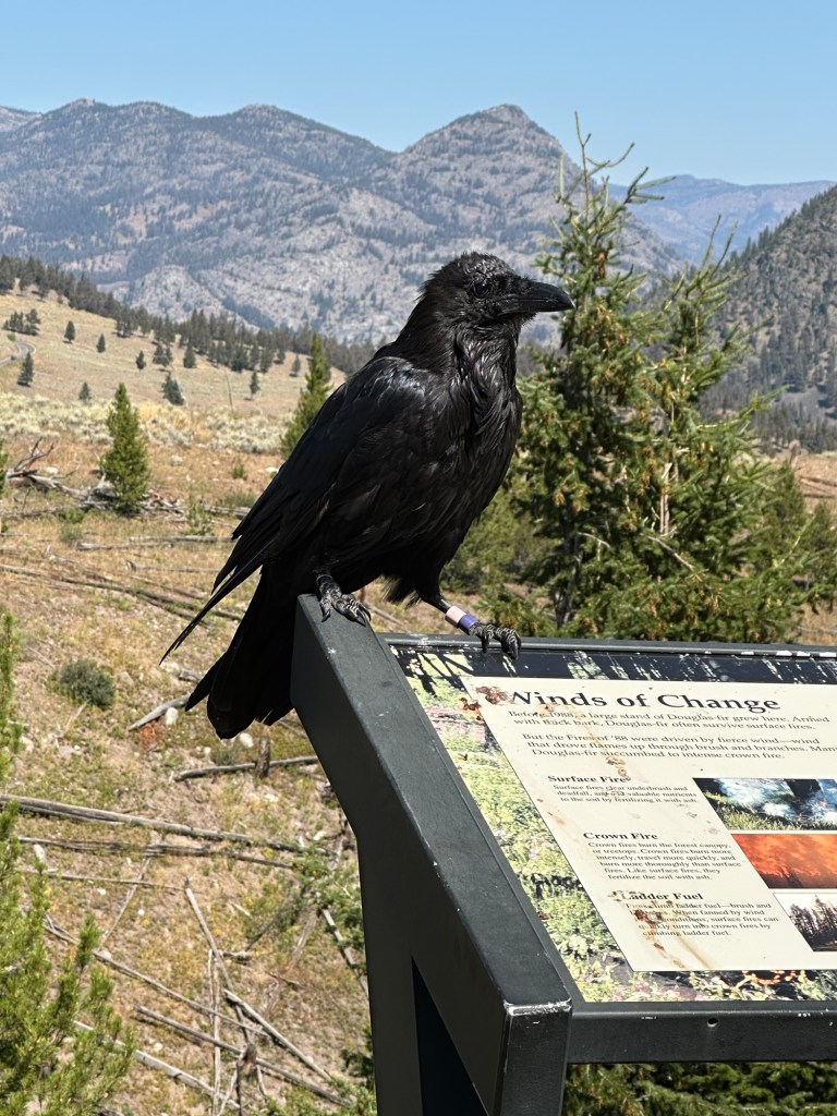 Raven along Hwy 212 in Yellowstone National Park in Wyoming, USA.