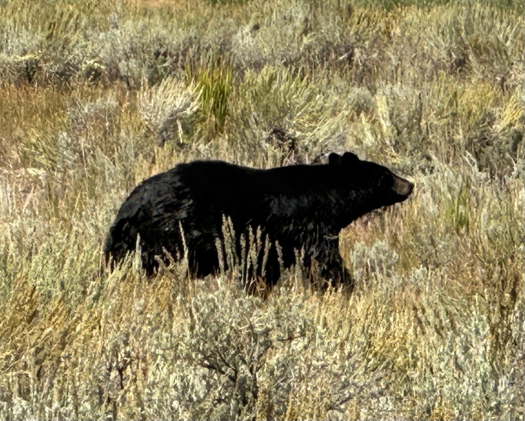 Black bear by Roosevelt Lodge in Yellowstone National Park in Wyoming, USA.