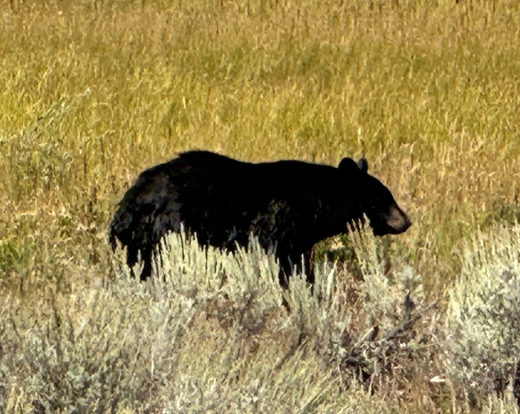 Black bear by Roosevelt Lodge in Yellowstone National Park in Wyoming, USA.