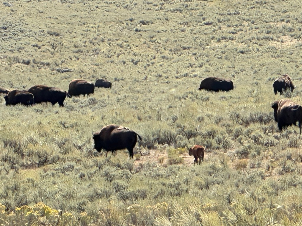 American Bison in Yellowstone National Park in Wyoming, USA.
