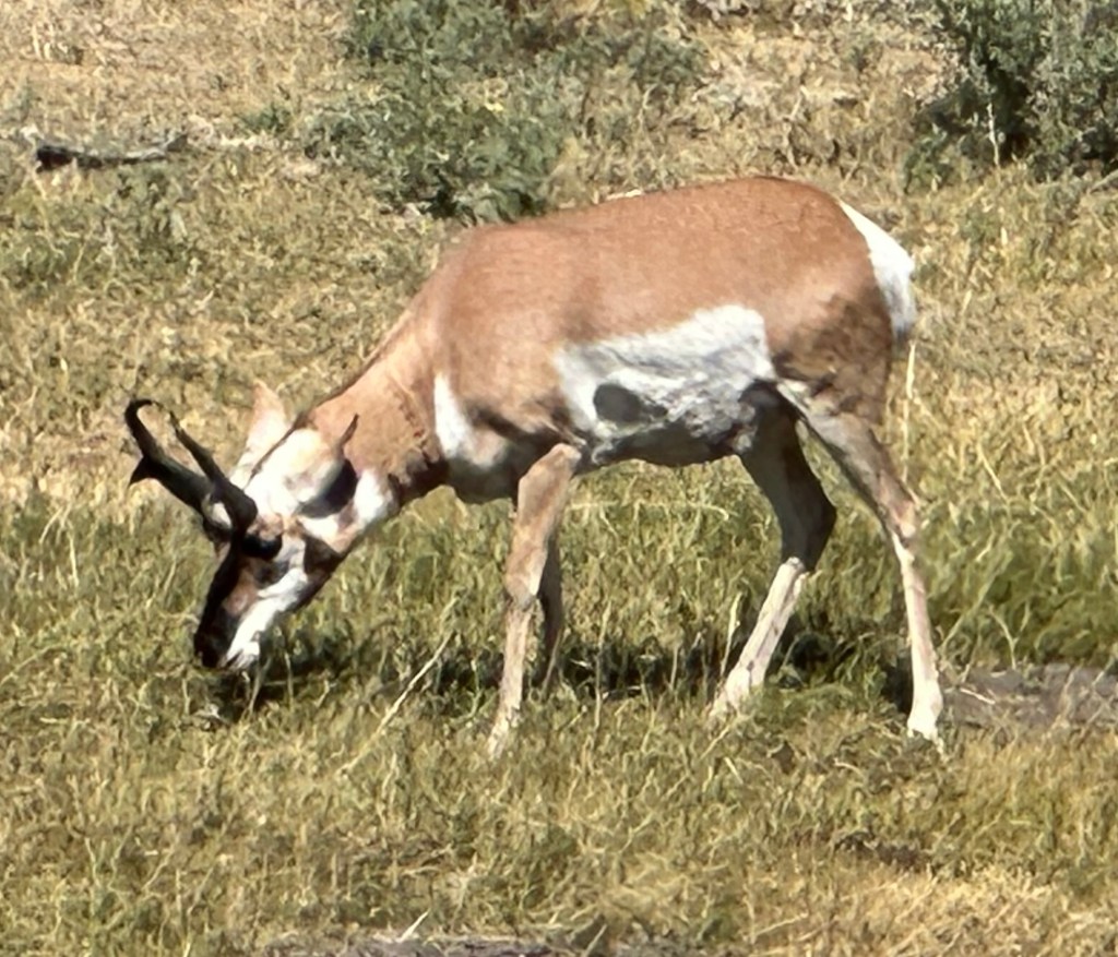 Pronghorn in Yellowstone National Park in Wyoming, USA.