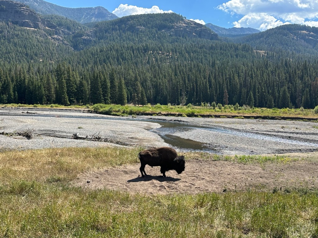American Bison in Yellowstone National Park in Wyoming, USA.