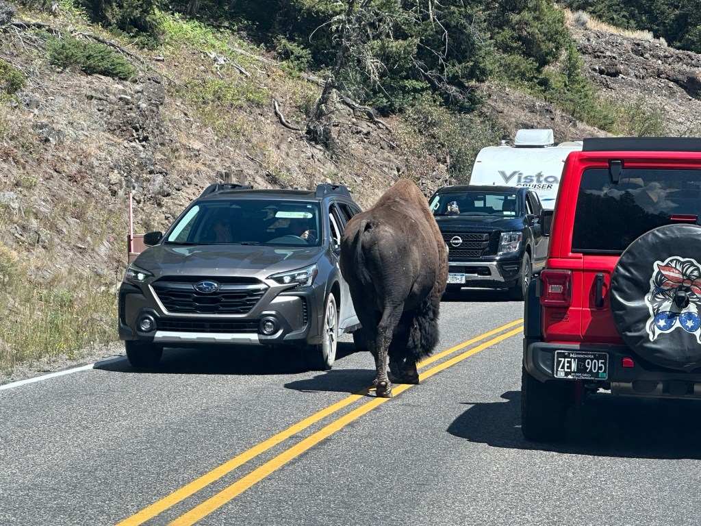 American Bison walking down double yellow line in road in Yellowstone National Park in Wyoming, USA.