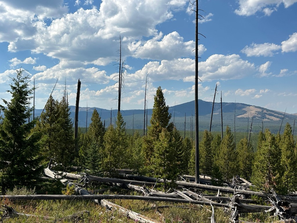 View from Hwy 212  in Yellowstone National Park in Wyoming, USA.