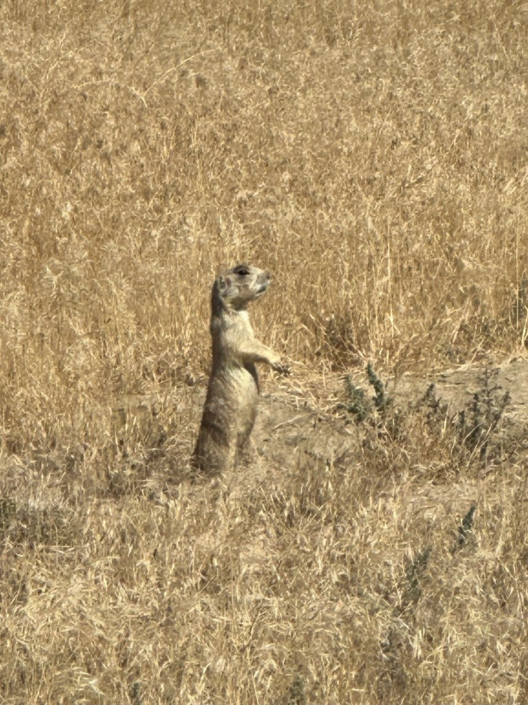 Prairie Dog near Red Gulch Byway in Shell, Wyoming, USA.