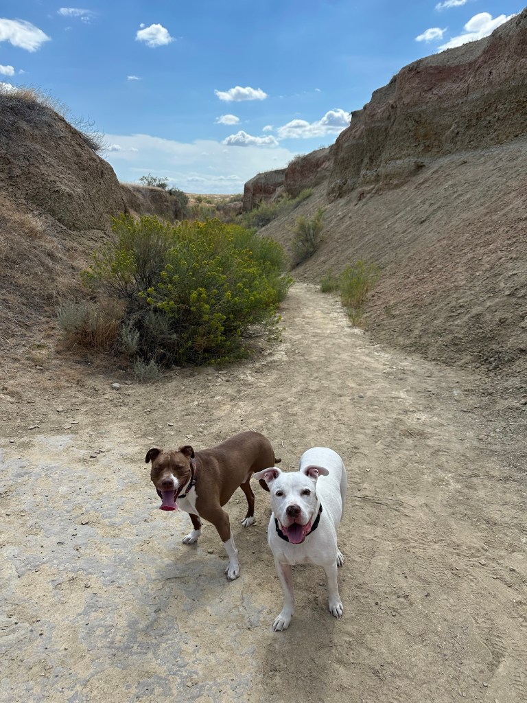Marcel and Peter dinosaur tracks at Red Gulch Dinosaur Tracksite in Shell, Wyoming, USA.