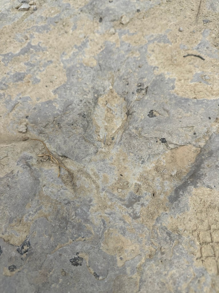 Dinosaur footprint at Red Gulch Dinosaur Tracksite in Shell, Wyoming, USA.