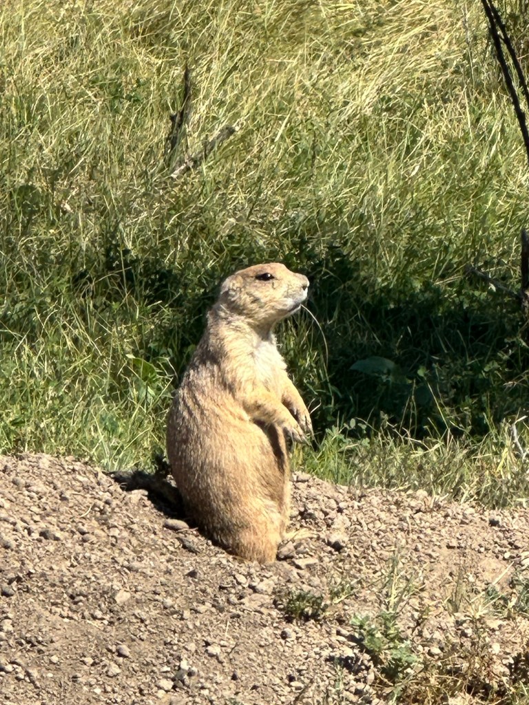 Prairie Dog at Devils Tower National Monument in Wyoming, USA.