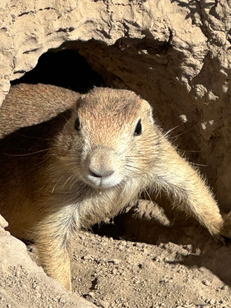 Prairie Dog at Devils Tower National Monument in Wyoming, USA.