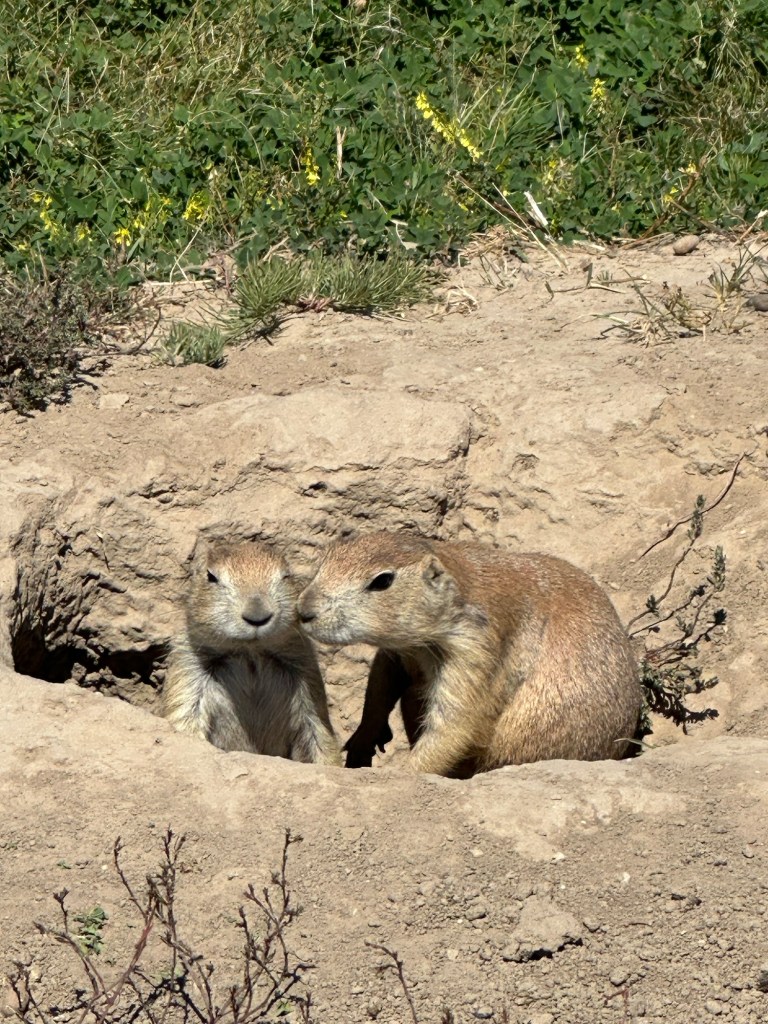 Prairie Dogs at Devils Tower National Monument in Wyoming, USA.