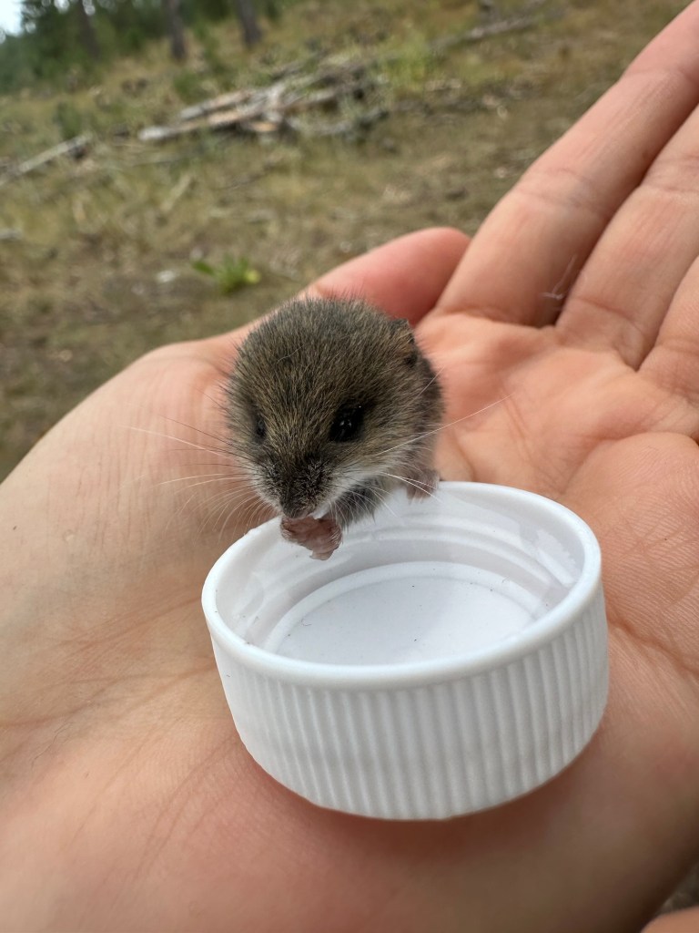 Rachel the mouse in Custer, South Dakota, USA.