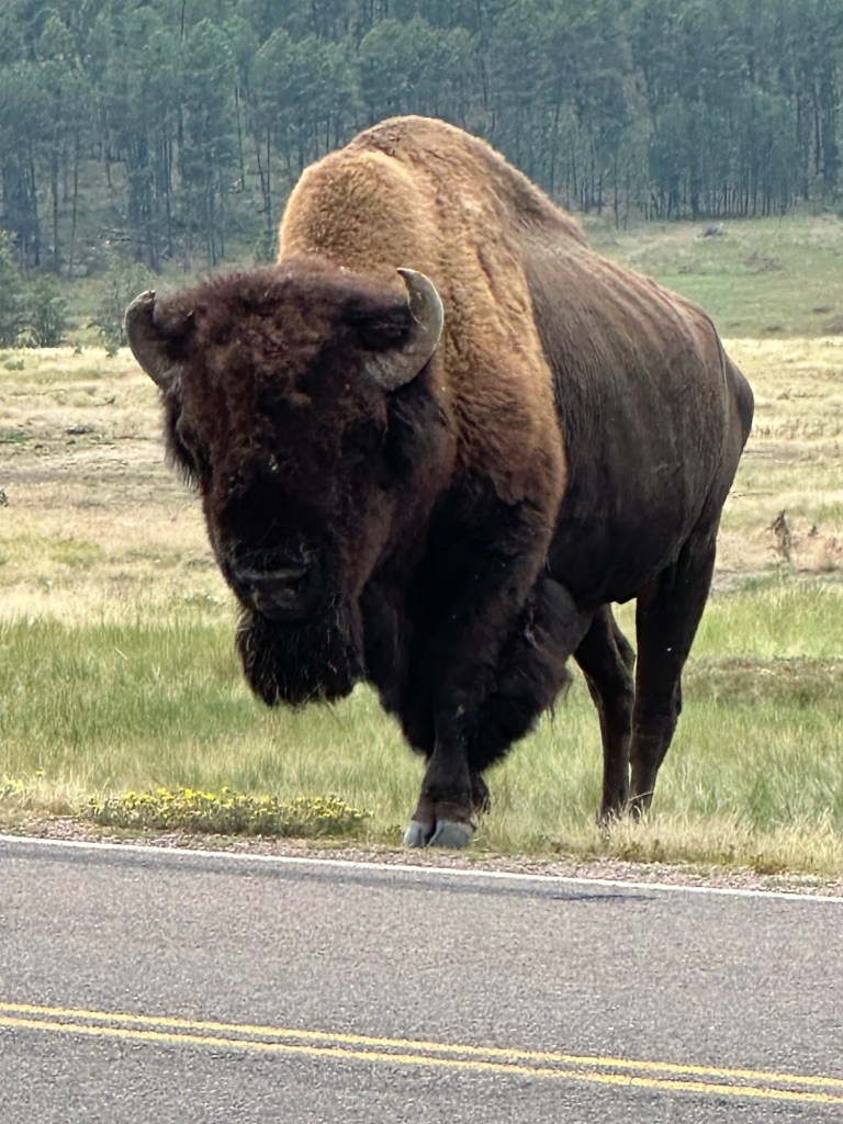American Bison in Wind Cave National Park in Hot Springs, South Dakota, USA.