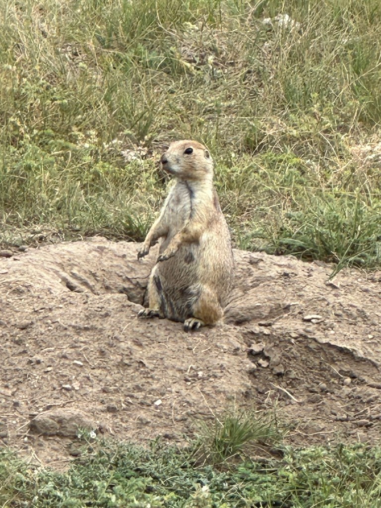 Prairie Dog in Wind Cave National Park in Hot Springs, South Dakota, USA.