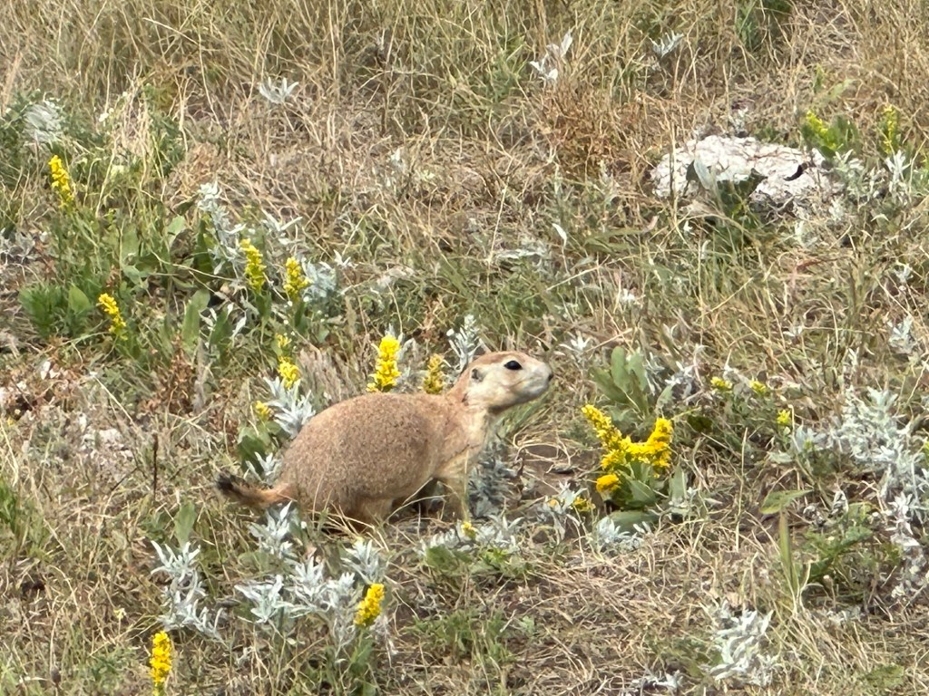 Prairie Dog in Wind Cave National Park in Hot Springs, South Dakota, USA.