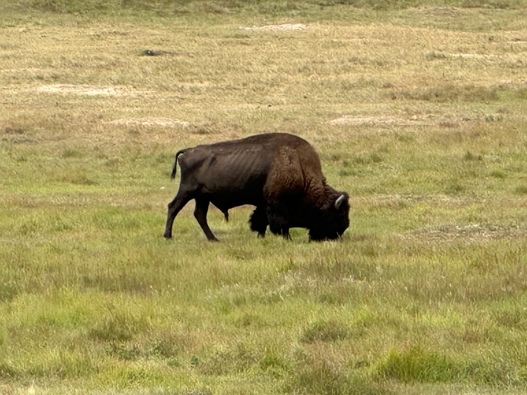 American Bison in Wind Cave National Park in Hot Springs, South Dakota, USA.