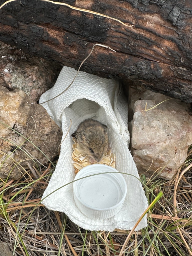 Rachel the mouse in Custer, South Dakota, USA.