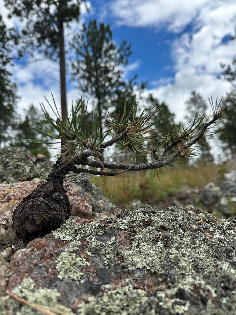 Bonsai-like tree in Black Hills National Forest in Custer, South Dakota, USA.