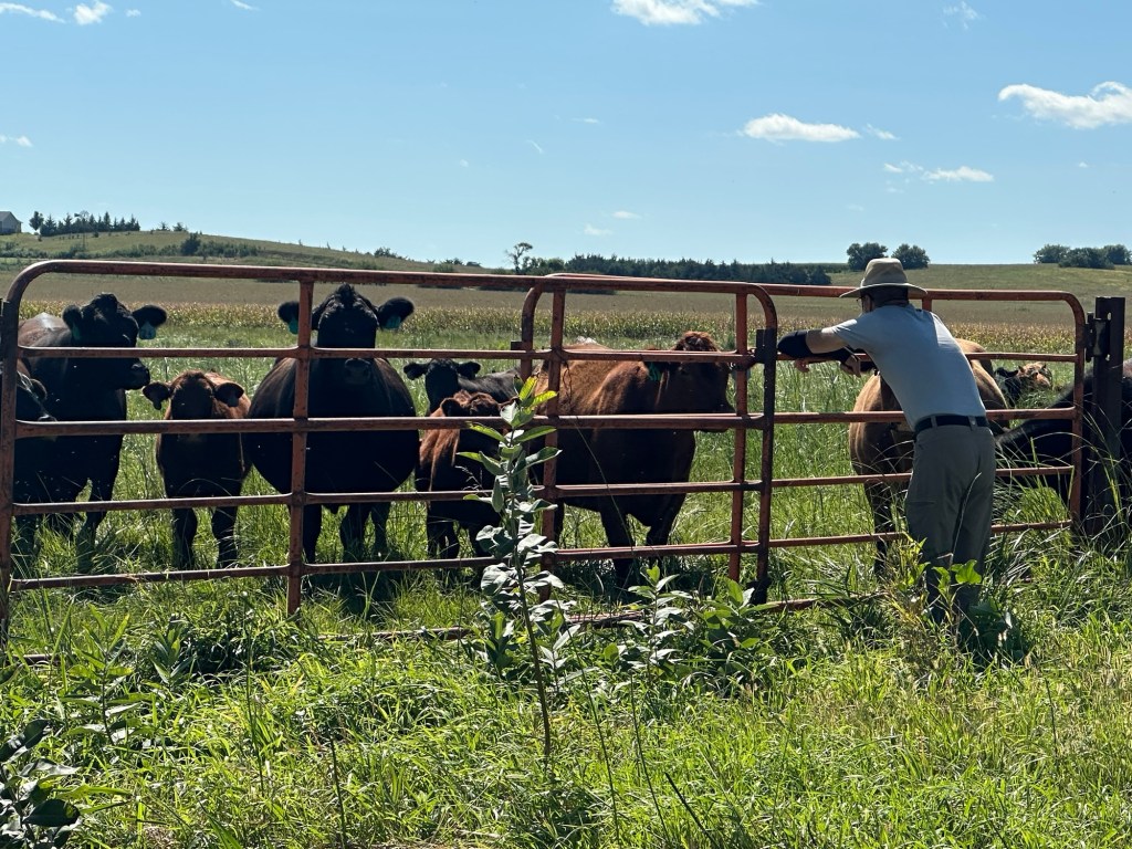 Daniel saying hello to cows in a pasture in Morse Bluff, Nebraska, USA.