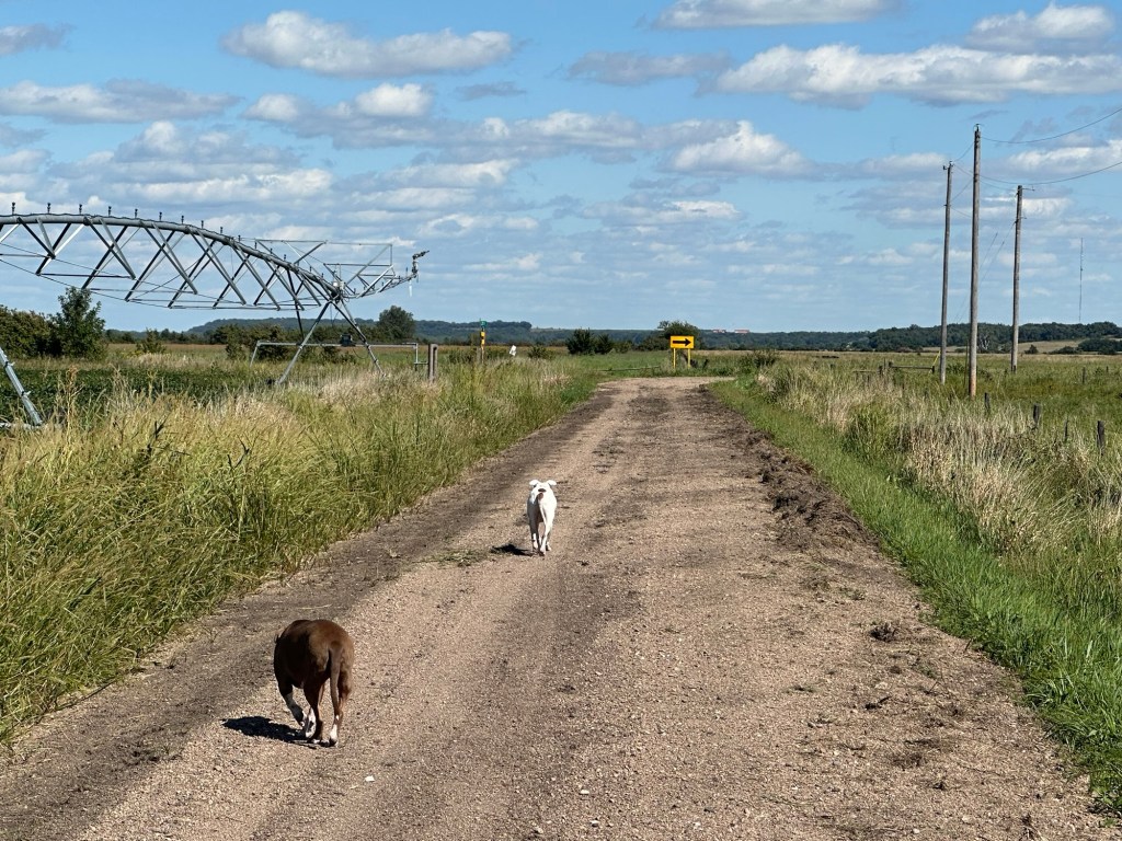 Peter and Marcel running down a road in Morse Bluff, Nebraska, USA.