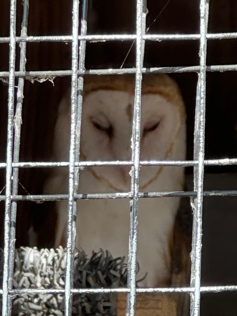 Owl at Iowa Raptor Project in Solon, Iowa, USA.