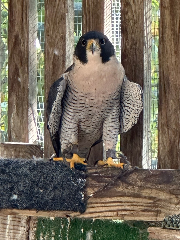 Bird at Iowa Raptor Project in Solon, Iowa, USA.