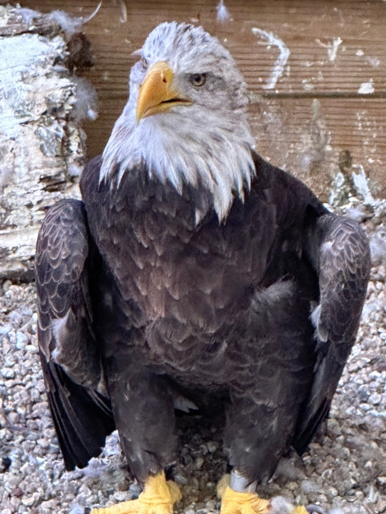 Eagle at Iowa Raptor Project in Solon, Iowa, USA.