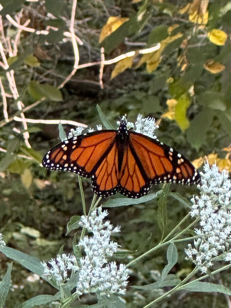 Butterfly at Iowa Raptor Project in Solon, Iowa, USA.