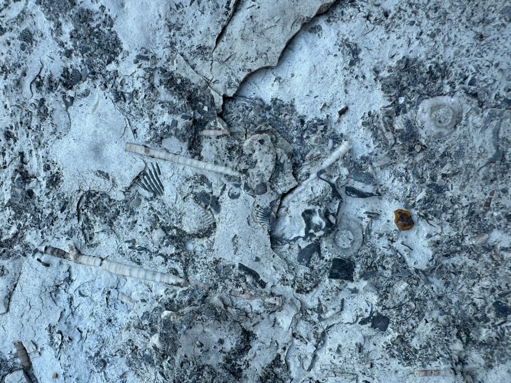Fossils at Devonian Fossil Gorge in Iowa City, Iowa, USA.