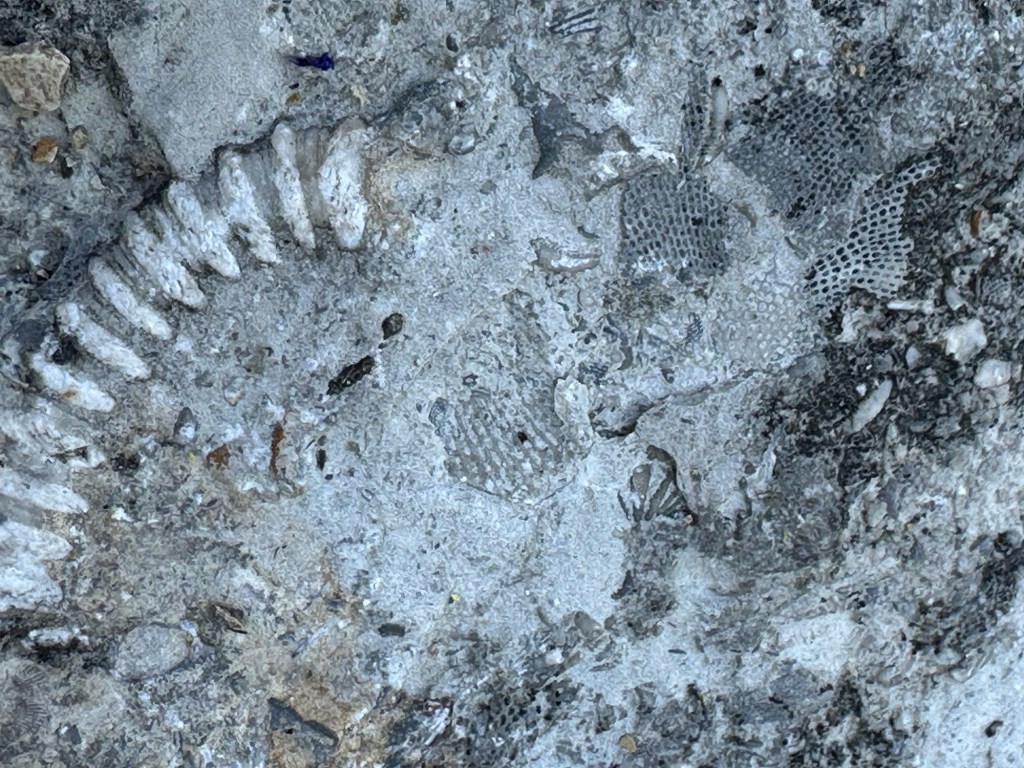 Fossils at Devonian Fossil Gorge in Iowa City, Iowa, USA.